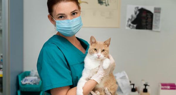 cliniche veterinarie in Turchia