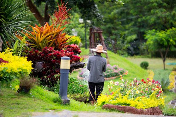 vista posteriore di un uomo che annaffia una pianta da giardino