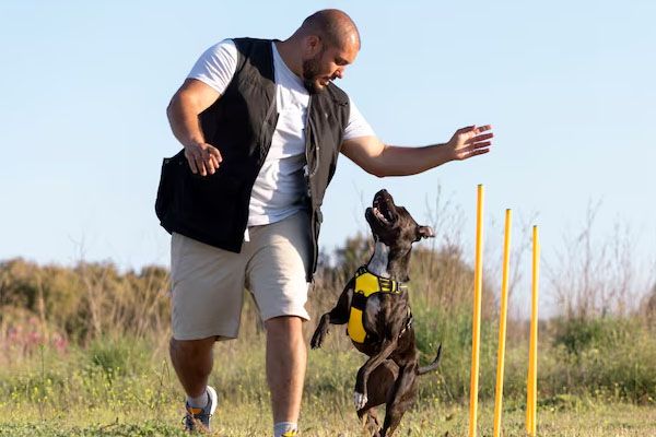 addestratore di cani che insegna a un cane a percorrere un percorso a ostacoli