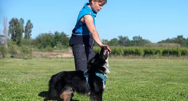 scuole per cani a Turchia