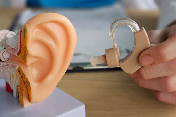 Modello 3D del sistema uditivo