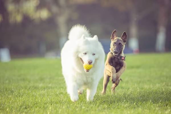 cani che giocano nel parco